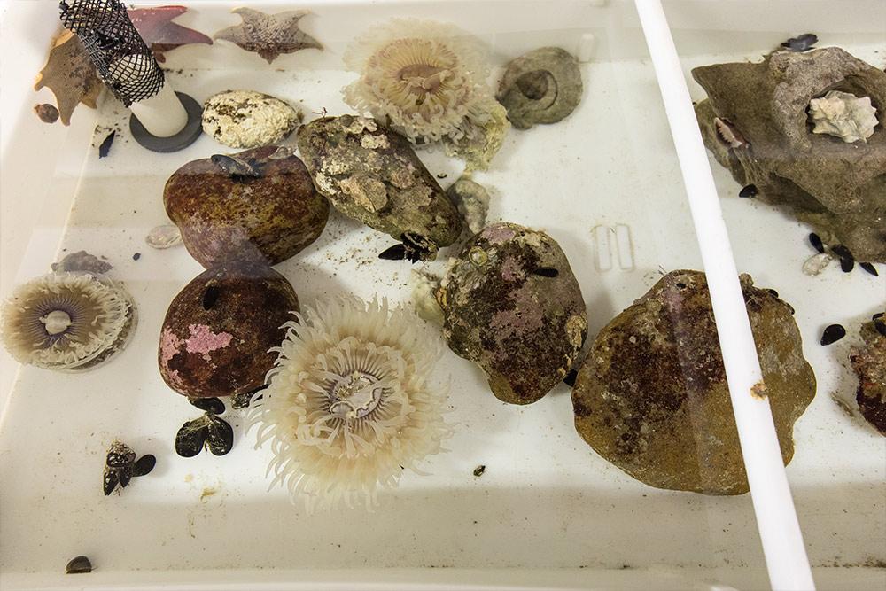 Anemones in the 海洋实验室 at Concordia
