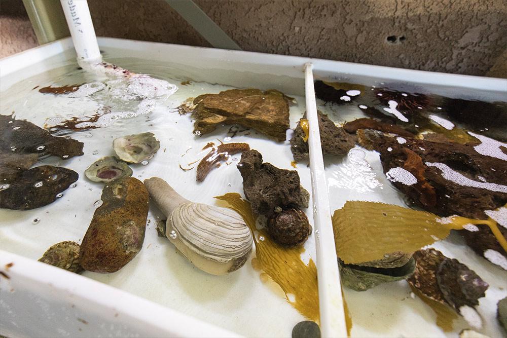 Sea slugs in the 海洋实验室 at Concordia