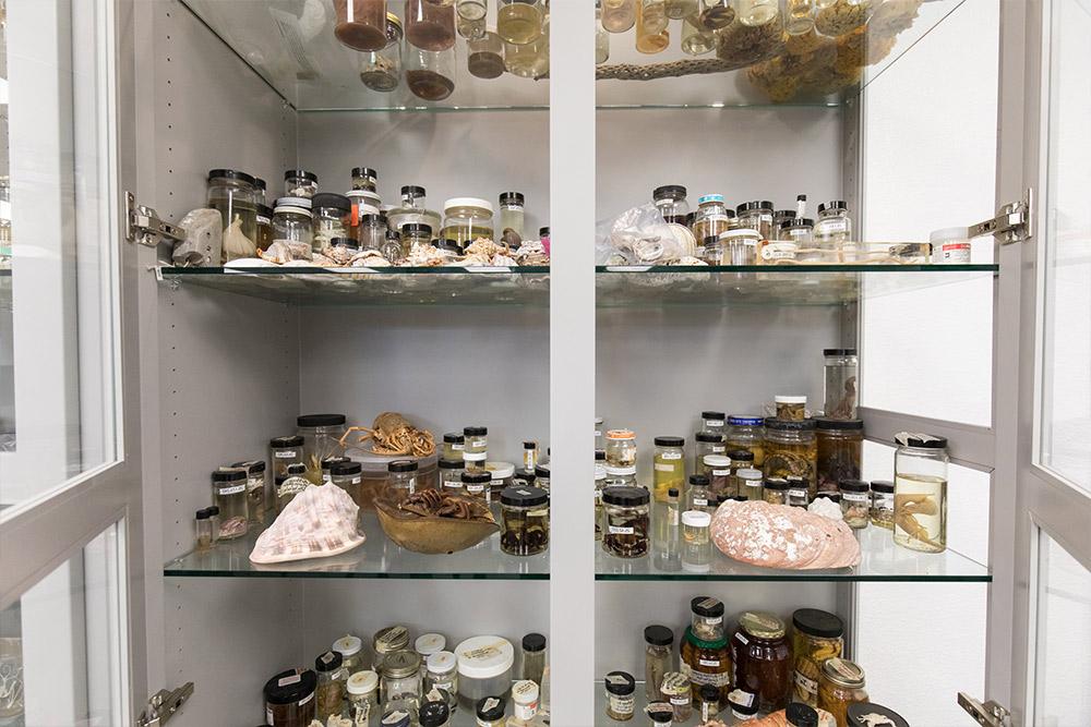 A cabinet of specimens in a classroom of 创始人霍尔
